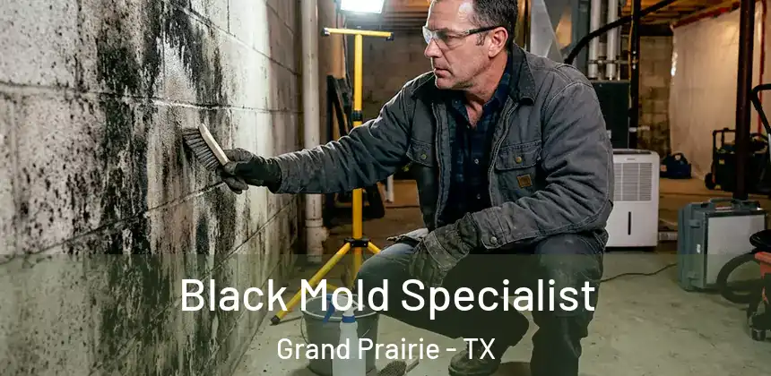 Black Mold Specialist Grand Prairie - TX